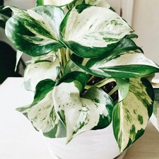 White Princess Philodendron Live Plant 5-8 Inch Tall, Rare Variegated Home picture