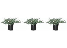 Juniper Blue Rug | 3 Live 4 Inch Plants | Juniperus Horizontalis | Groundcover picture