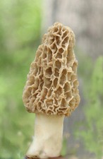 YELLOW MOREL mushroom spores/ spawn mycelium (on dried seeds) picture