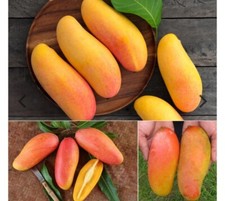 MAHA CHANOOK THAI MANGO TREE GRAFTED (2-4 Feet Tall). We Ship To CA &PR. picture