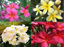 HAWAIIAN MIXED PLUMERIA FRANGIPANI PLANT CUTTINGS - FRAGRANT EASY TO GROW picture