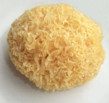 WHOLE TREMELLA MUSHROOM FRUITING BODIES Bai Mu Er SNOW FUNGUS fuciformis picture