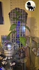Night Blooming Jasmine Plant 15 Inch Live Plant Cestrum Nocturnum picture