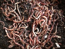 European Nightcrawlers, Coco Coir and Purina Worm Chow-  picture