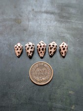 5 shells - Conus ebraeus - Okinawa Hebrew Cone Small size -Ships from Hawaii picture