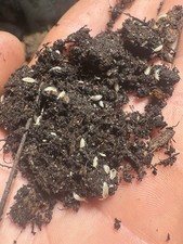 150+ Dwarf White Isopod picture