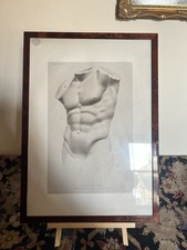 Antique 19th Century Etching Of Torse D’homme Grand Tour Style In A Burr Frame picture