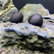 3 Black Military Helmet Snails (Neritina pulligera) picture