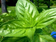 200 SWEET BASIL SEEDS ~ heirloomseedguy ~ 2027 ~ NON-GMO picture