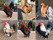 10+2 Fertile Serama Hatching Eggs High Diversity Fancy Show Micro, A  & B Class picture