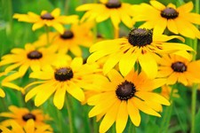 Black Eyed Susan Seeds, Rudbeckia Hirta, Classic Wildflower,  picture