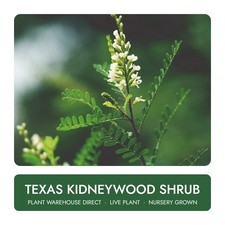 Texas Kidneywood Shrub 1 Gal Live Plant Well Rooted picture