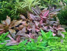 *BUY 2 GET 1 FREE* Cryptocoryne Pink Flamingo Pink Panther Live Aquarium Plants✅ picture