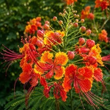 Pride of Barbados- 20 seeds-Caesalpinia Pulcherrima  Grown in Texas picture