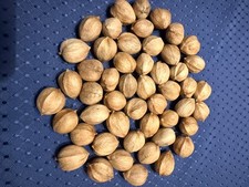 44 HICKORY NUTS Nuts/ySeeds from PA—Wild-Foraged–Free Shipping picture