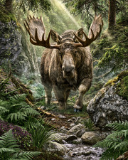 Moose Walking Through Sunlit Forest Stream Print - 782157943 picture
