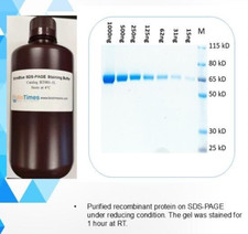 One step SDS-PAGE gel Staining Buffer - 1 liter, catalog BT001-1L picture