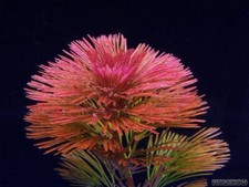 3 Stems Cabomba Furcata live aquarium plants beautiful FREE S/H Rare picture