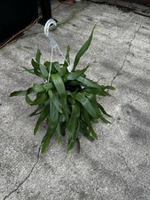 Epiphyllum Oxypetalum (Queen of the Night Orchid Cactus) Well-rooted Live Plant picture