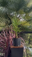 LIVE - Trachycarpus Fortunei  -10F Degrees Cold Hardy - Snow/Ice Resilient picture