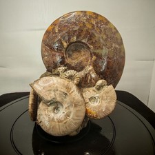 14.52LB Natural large beautiful ammonite fossil, conch crystal specimen healing picture