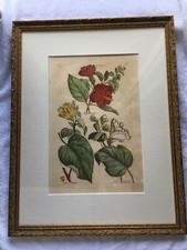 Original 17th Century John Hill Hand colored Engraving picture