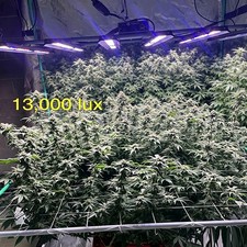 5000W Spider Plant Light Commercial Grade LED Full Spectrum Hydroponic Grow Lamp picture