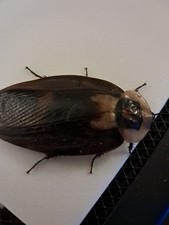 Death's Head Cockroach 10+ Nymphs (unconfirmed lineage) picture