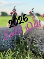 14 FRESH GUINEA BIRD FOWL HATCHING EGGS PINTO, PIED, CHOCLATE, PEARL & MANY MORE picture