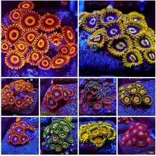 Zoanthids/polythoa Coral 10x Frag Pack picture