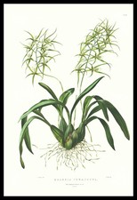 1973 Bateman Orchid Print 