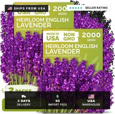 4,000 English Lavender Heirloom Herb Seeds, Lavandula Angustifolia picture