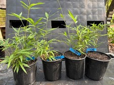 Giant Black Bamboo *LIVE ESTABLISHED PLANT* (Phyllostachys nigra 'Daikokuchiku') picture