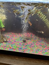 3 Juvenile Female Endler Livebearers, Endler's Guppy for sale at a good price picture