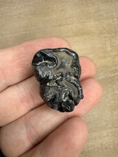 VERY RARE Fossilized Dugong Tooth From Central Florida - Peace River picture