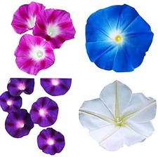 Morning Glory Seeds Mix - Blue, Purple, White, Rose Flowers for Garden picture