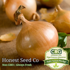 Texas Early Grano Sweet Onion Seeds | Non-GMO | Heirloom | Fresh Garden Seeds picture