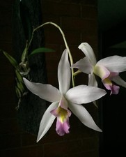Laelia anceps Forma Carnea Medium Size Pink White Orchid Species Fresh 4” RePot picture