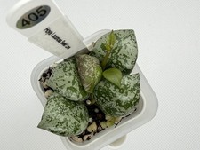 Hoya Lacunosa Sweet Love Silver Rare Collector Hoya picture