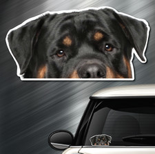 (1) Rottweiler DOG Peeper Sticker Window Peep Decal Car Auto AKC Puppy 3.5x6.75 picture