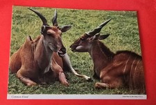 Common Eland Tanzania Post Card picture