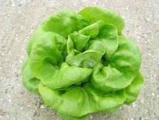 1000 BUTTERCRUNCH LETTUCE SEEDS ~ heirloomseedguy ~ 2026 ~ NON-GMO picture
