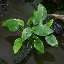 *BUY 2 GET 1 FREE* Anubias Barteri Nana Fish Tank Aquatic Live Aquarium Plants ✅ picture