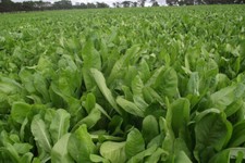 BROAD LEAF CHICORY 500 SEEDS NON-GMO FRESH FOR GARDENS picture