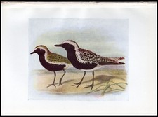 1917 H.E. Dresser Birds of Britain Original Antique Bird Print Golden Plover etc picture
