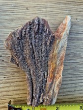 Texas Petrified Wood With Druzy picture