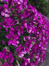150 Rock Cress Seeds Aubrieta Cascading Purple Flowers - Perennial Ground Cover picture