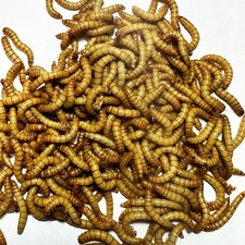 Live Mealworms 100-5,000 Count – Reptile Bird Chicken Feeder picture
