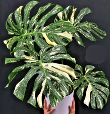 Thai Constellation Monstera Deliciosa Starter Plant - 4-6