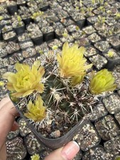 RareSucculent Plant Echinocereus viridiflorus var. davisii Garden Décor Boutique picture
